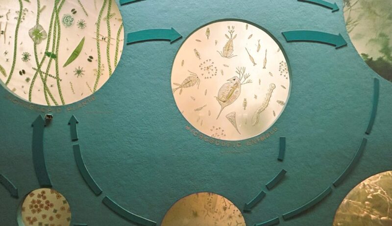 The LOCCAL Loop Newsletter: January 2026