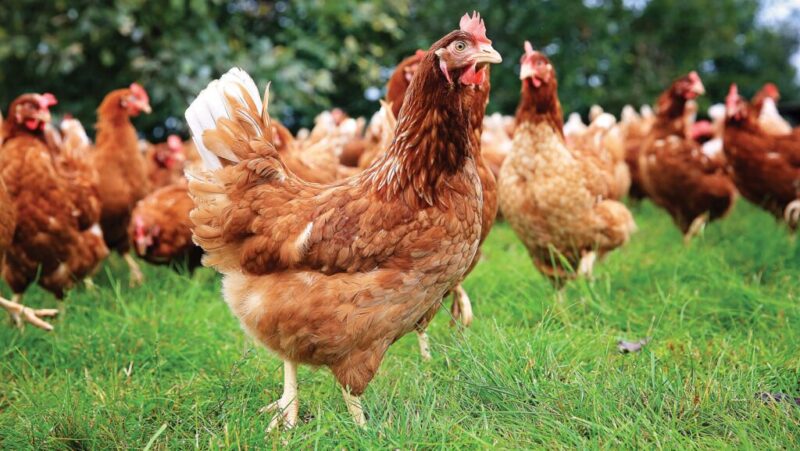 How bokashi is helping a poultry farm’s nutrient management
