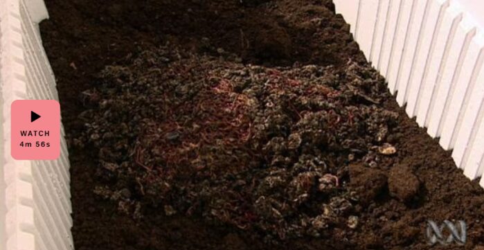 Watch: Worms and Chooks in WA on Gardening Australia
