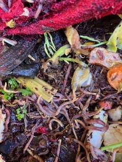 Worm farming webinar